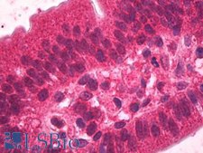 Anti-HNF4A antibody produced in goat affinity isolated antibody, buffered aqueous solution