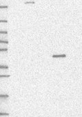 Anti-PWWP2B antibody produced in rabbit Prestige Antibodies® Powered by Atlas Antibodies, affinity isolated antibody, buffered aqueous glycerol solution