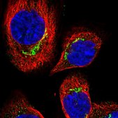 Anti-CCDC186 antibody produced in rabbit Prestige Antibodies® Powered by Atlas Antibodies, affinity isolated antibody, buffered aqueous glycerol solution