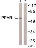 Anti-PPAR-γ antibody produced in rabbit affinity isolated antibody