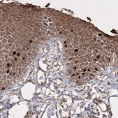 Anti-PRC1 antibody produced in rabbit Prestige Antibodies® Powered by Atlas Antibodies, affinity isolated antibody, buffered aqueous glycerol solution