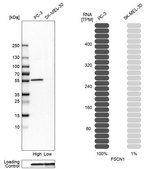 Anti-FSCN1 antibody produced in rabbit Prestige Antibodies® Powered by Atlas Antibodies, affinity isolated antibody, buffered aqueous glycerol solution