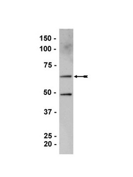 Anti-ZONAB Antibody serum, Upstate&#174;