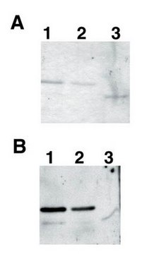 Anti-Red Fluorescent Protein Antibody Chemicon&#174;, from chicken