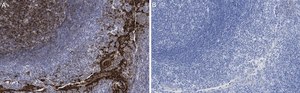 Anti-Clusterin Antibody, clone 2F23 ZooMAb® Rabbit Monoclonal recombinant, expressed in HEK 293 cells