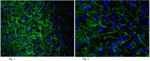 Anti-Neurofilament 200kDa Antibody, clone NE14, Biotin Conjugate clone NE14, from mouse, biotin conjugate