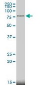 Monoclonal Anti-MECP2 antibody produced in mouse clone 4B6, purified immunoglobulin, buffered aqueous solution