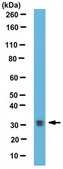 Anti-MAGL Antibody from rabbit, purified by affinity chromatography