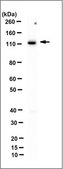 Anti-Sec8 Antibody/Exoc4, clone 2E12 clone 2E12, from mouse