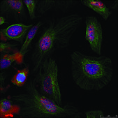 Anti-phospho-MDM2 (pSer166) antibody produced in rabbit affinity isolated antibody