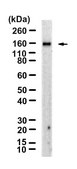 Anti-CD42b/GP1BA Antibody, clone 1C9 ZooMAb® Rabbit Monoclonal recombinant, expressed in HEK 293 cells