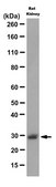 Anti-SNAI1 Antibody, clone 10H4.1 clone 10H4.1, from mouse
