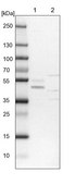 Anti-PDSS1 antibody produced in rabbit Prestige Antibodies® Powered by Atlas Antibodies, affinity isolated antibody, buffered aqueous glycerol solution