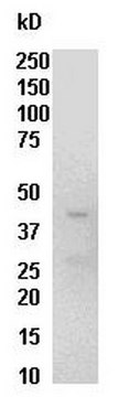 Raf-1 RBD Protein, GST, 300 &#181;g GST fusion-protein, corresponding to the human Ras Binding Domain (RBD, residues 1-149) of Raf-1, expressed in E. coli. with purity 50% at full length molecular weight 42 kDa. For use in Affinity Binding Assays