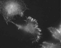 Anti-Fascin Antibody, clone 55K2 clone 55K2, Chemicon®, from mouse