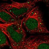 Anti-ZNF266 antibody produced in rabbit Prestige Antibodies® Powered by Atlas Antibodies, affinity isolated antibody, buffered aqueous glycerol solution
