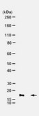 Anti-BATF3 Antibody from rabbit, purified by affinity chromatography
