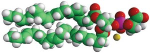 22:6 PS 1,2-didocosahexaenoyl-sn-glycero-3-phospho-L-serine (sodium salt), chloroform