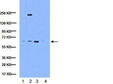 Anti-NFκB Antibody, p65 subunit, active subunit, clone 12H11 clone 12H11, Chemicon®, from mouse