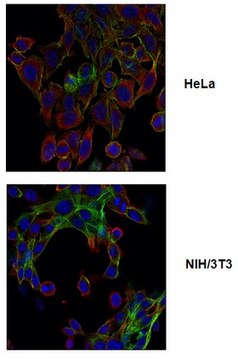 Anti-phospho Drebrin (Ser142), clone 3C14 Antibody clone 3C14, from mouse