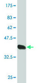 Monoclonal Anti-CLEC4M antibody produced in mouse clone 2G1, purified immunoglobulin, buffered aqueous solution