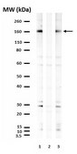 Anti-phospho-ACK1 (Tyr284) Antibody Upstate®, from rabbit
