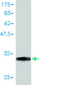 Monoclonal Anti-STK4 antibody produced in mouse clone 1D7-8A10, purified immunoglobulin, buffered aqueous solution