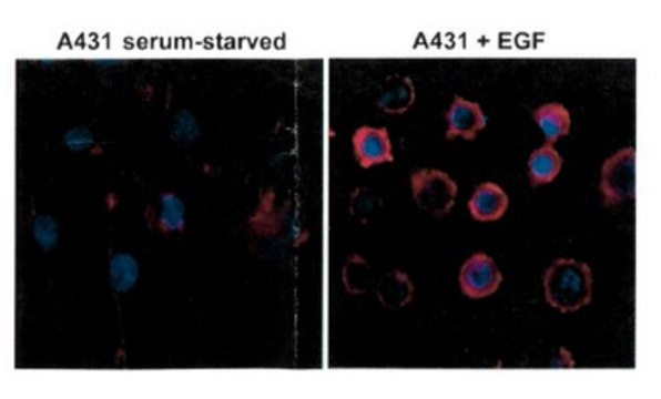 Anti-Phosphotyrosine, clone RM111 Antibody clone RM111, from rabbit, purified by affinity chromatography