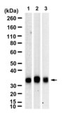 Anti-SRSF1 Antibody, clone 2G15 ZooMAb® Rabbit Monoclonal recombinant, expressed in HEK 293 cells