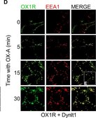 Anti-Green Fluorescent Protein Antibody Chemicon®, from mouse