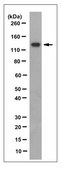 Anti-Vinculin Antibody, clone VIIF9 (7F9), Ascites Free clone VIIF9 (7F9), from mouse