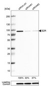 Anti-EZR antibody produced in rabbit Prestige Antibodies® Powered by Atlas Antibodies, affinity isolated antibody, buffered aqueous glycerol solution