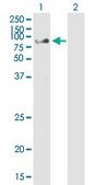 Monoclonal Anti-CHFR antibody produced in mouse clone 1H3-A12, purified immunoglobulin, buffered aqueous solution
