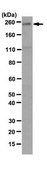 Anti-Plexin-A3 Antibody, clone 18A9.2 clone 18A9.2, from mouse