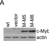 Anti-Myb Antibody, clone 1-1 clone 1-1, Upstate®, from mouse