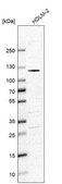 Anti-SMARCAL1 antibody produced in rabbit affinity isolated antibody, buffered aqueous glycerol solution