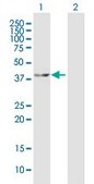 Anti-MAP2K4 antibody produced in mouse purified immunoglobulin, buffered aqueous solution