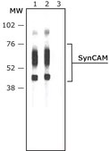 Anti-SynCAM antibody produced in rabbit affinity isolated antibody, buffered aqueous solution