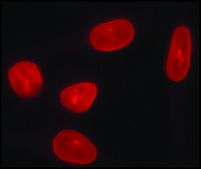 Anti-Lamin A (C-terminal) antibody produced in rabbit ~1 mg/mL, affinity isolated antibody, buffered aqueous solution