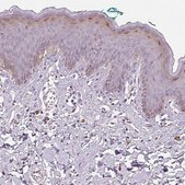 Anti-HOPX antibody produced in rabbit Prestige Antibodies® Powered by Atlas Antibodies, affinity isolated antibody, buffered aqueous glycerol solution