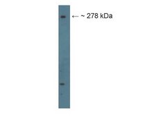 Anti-Filamin B Antibody Chemicon®, from rabbit