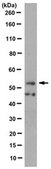 Anti-RUNX1 Antibody, clone 7H12.1 culture supernatant, clone 7H12.1, from mouse