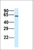 Anti-SLCO3A1 antibody produced in rabbit affinity isolated antibody