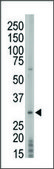 Anti-PRPK (center) antibody produced in rabbit IgG fraction of antiserum, buffered aqueous solution