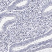 Anti-INSL3 antibody produced in rabbit Prestige Antibodies® Powered by Atlas Antibodies, affinity isolated antibody, buffered aqueous glycerol solution
