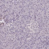 Anti-ELK1 antibody produced in rabbit Prestige Antibodies® Powered by Atlas Antibodies, affinity isolated antibody, buffered aqueous glycerol solution