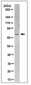 Anti-PKCζ Antibody, clone 14B12.3 clone 4B12.3, from mouse