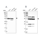 Anti-GRSF1 antibody produced in rabbit Prestige Antibodies® Powered by Atlas Antibodies, affinity isolated antibody, buffered aqueous glycerol solution