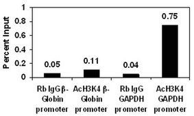 ChIPAb+ Acetyl-Histone H3 (Lys4) - ChIP Validated Antibody and Primer Set from rabbit, purified by affinity chromatography
