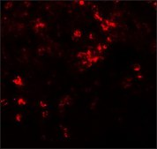 Anti-ZIP8 antibody produced in rabbit affinity isolated antibody, buffered aqueous solution